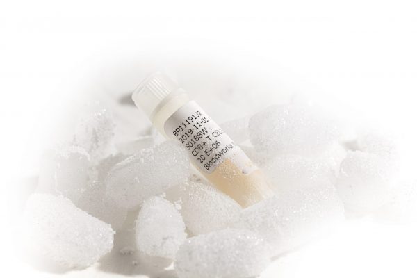 A tube of cells sitting on top of a pile of ice cubes.